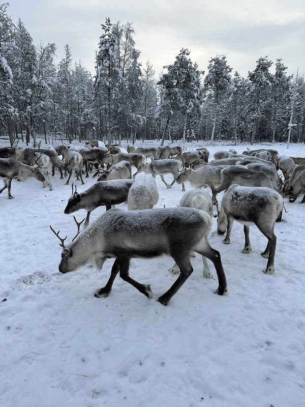 Safari en chiens de traîneau – Forêt boréale, Rovaniemi (photo 3)