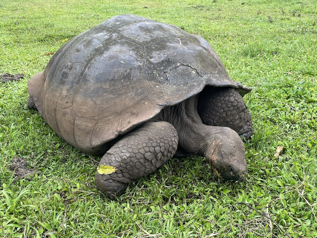 Santa Cruz Highlands Tortoise Reserve – Santa Cruz Highlands (photo 1)