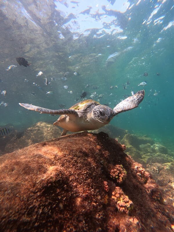 Snorkeling Vila do Abraão – Vila do Abraão, Ilha Grande (photo 1)