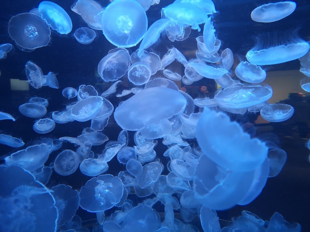 Vancouver Aquarium – Stanley Park, Vancouver (photo 1)