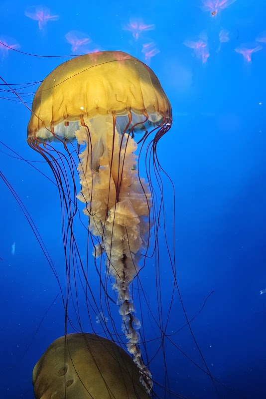 Vancouver Aquarium – Stanley Park, Vancouver (photo 2)