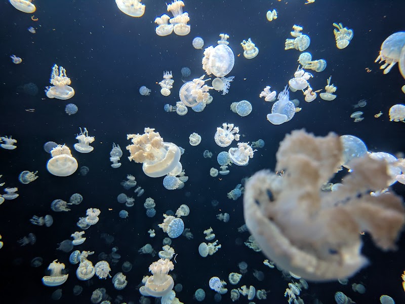Vancouver Aquarium – Stanley Park, Vancouver (photo 3)