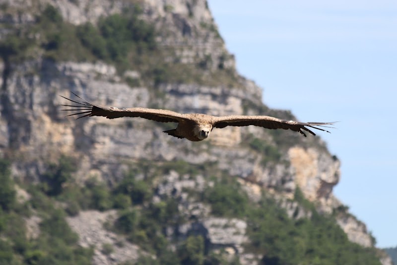 Visite Centre d'interprétation et point de vue vautours – Grazalema - Office du parc naturel (photo 2)