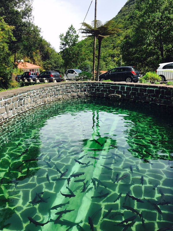 Visite de l'Élevage de Truites de Ribeiro Frio – Ribeiro Frio, Madère, Portugal (photo 2)