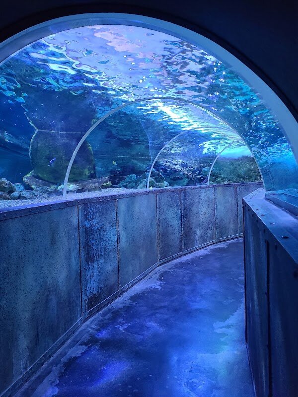 Visite du Grand Aquarium de Touraine – Route de Chenonceaux, 37270 Lussault-sur-Loire (photo 1)