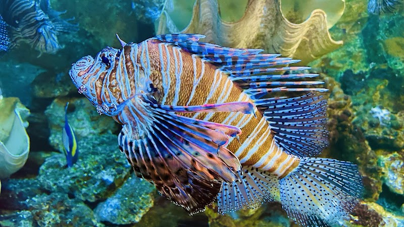 Visite du Grand Aquarium de Touraine – Route de Chenonceaux, 37270 Lussault-sur-Loire (photo 2)