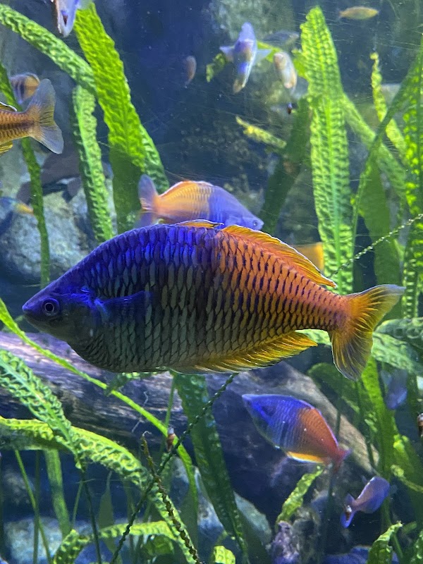 Visite du Grand Aquarium de Touraine – Route de Chenonceaux, 37270 Lussault-sur-Loire (photo 3)