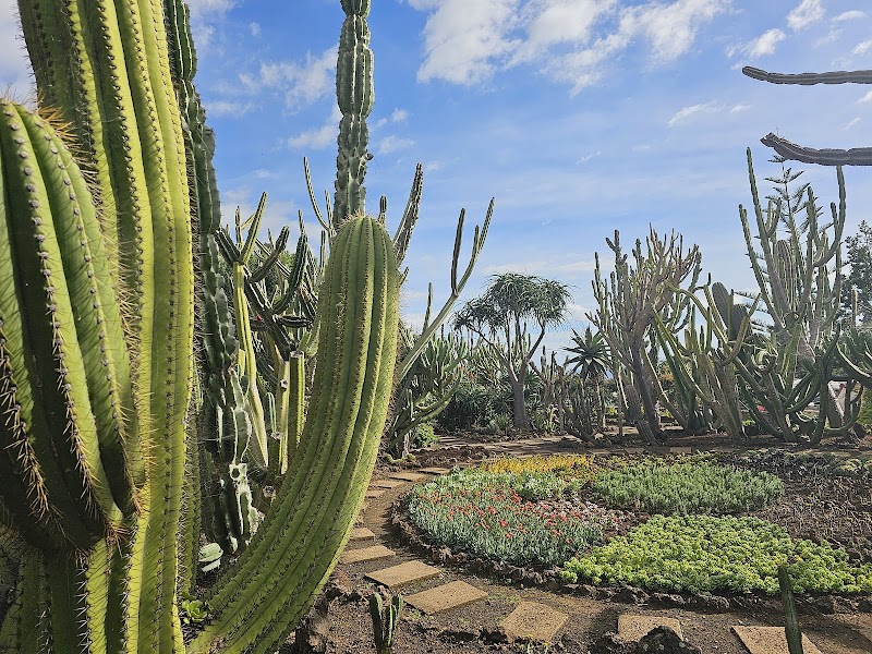 Visite du Jardin Botanique de Madère – Jardim Botânico da Madeira, Caminho do Meio, Quinta do Bom Sucesso, Funchal, Madère, Portugal (photo 3)