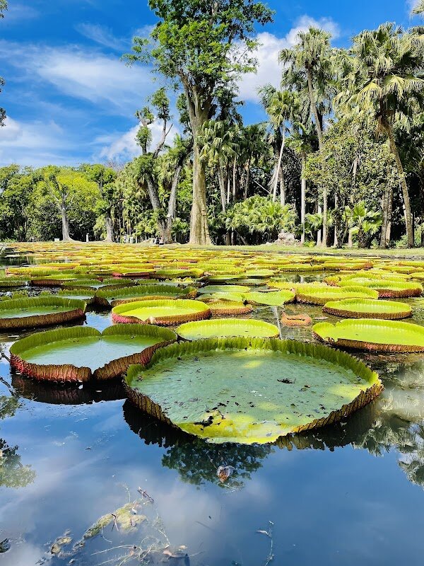 Visite du Jardin Botanique de Pamplemousses – Pamplemousses, nord de l'île (photo 1)