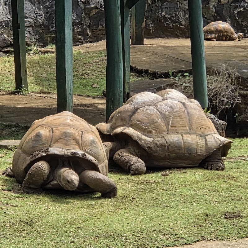 Visite du Jardin Botanique de Pamplemousses – Pamplemousses, nord de l'île (photo 3)