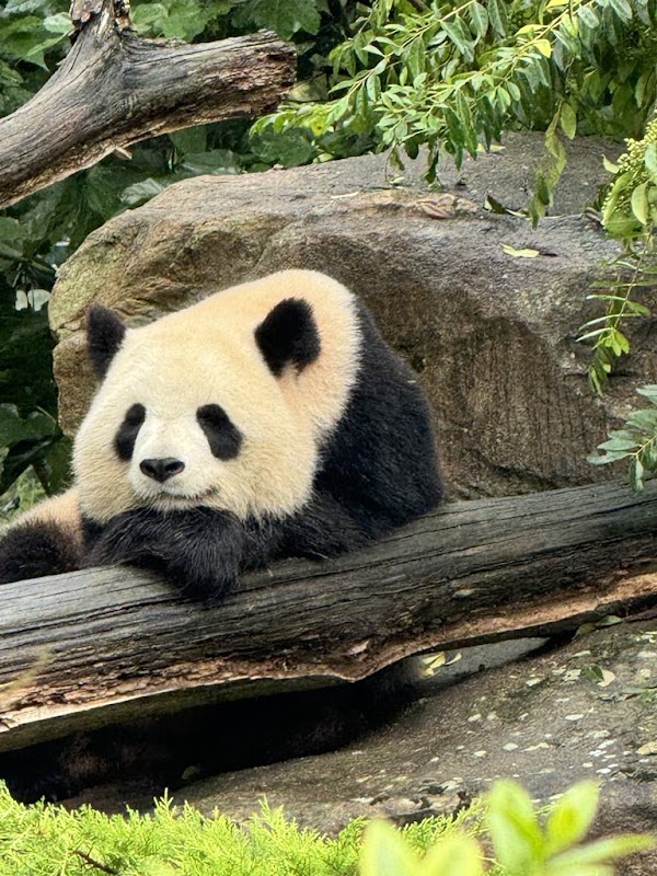 Visite du ZooParc de Beauval – Avenue du Blanc, 41110 Saint-Aignan (photo 2)