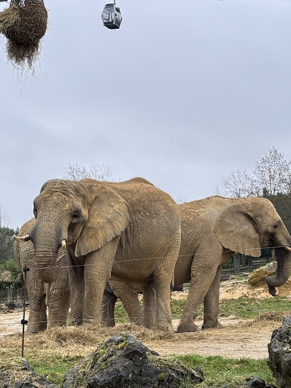 Visite du ZooParc de Beauval – Avenue du Blanc, 41110 Saint-Aignan (photo 3)