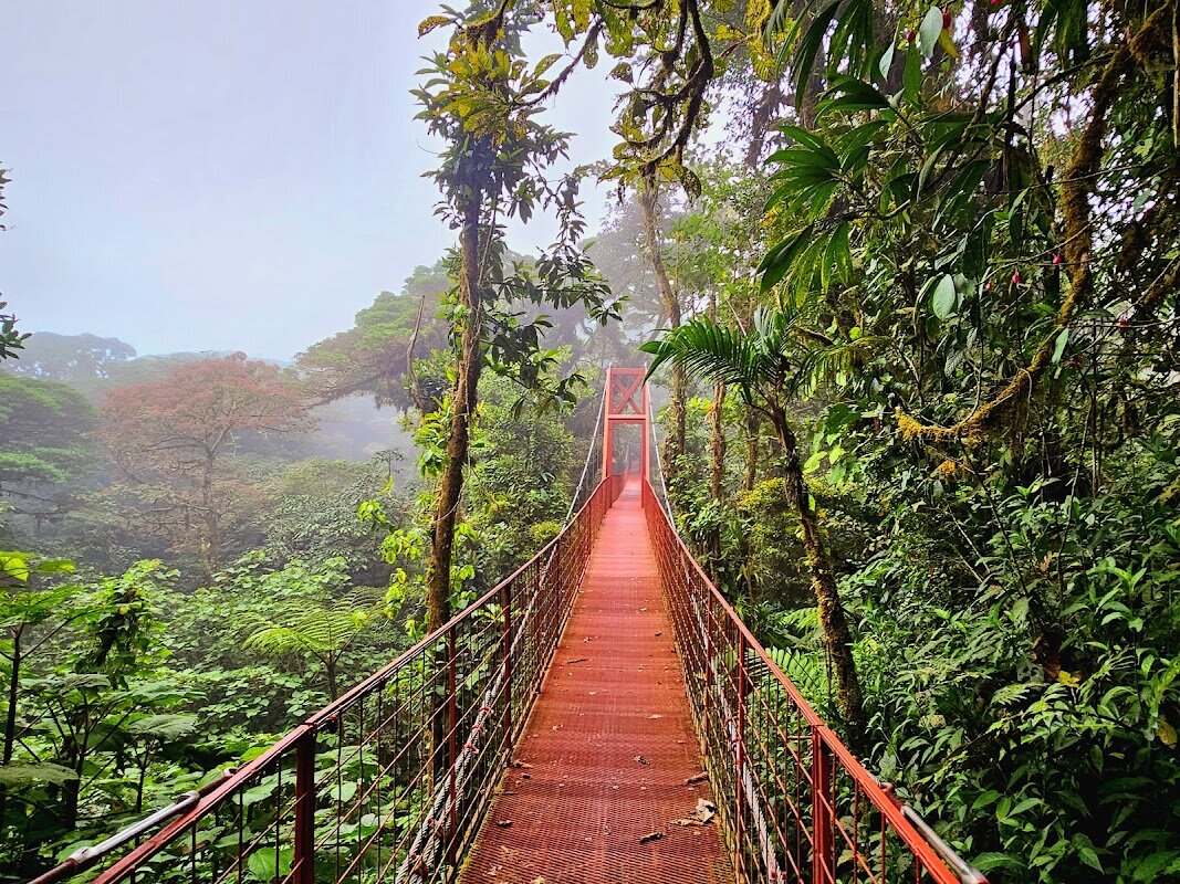 Visite guidée réserve biologique cloud forest Monteverde – Réserve Biologique Monteverde, Puntarenas (photo 1)