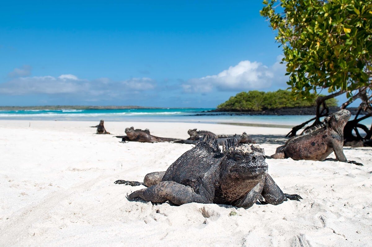 Visite Tortuga Bay et observation iguanes marins – Santa Cruz, Galápagos (photo 1)