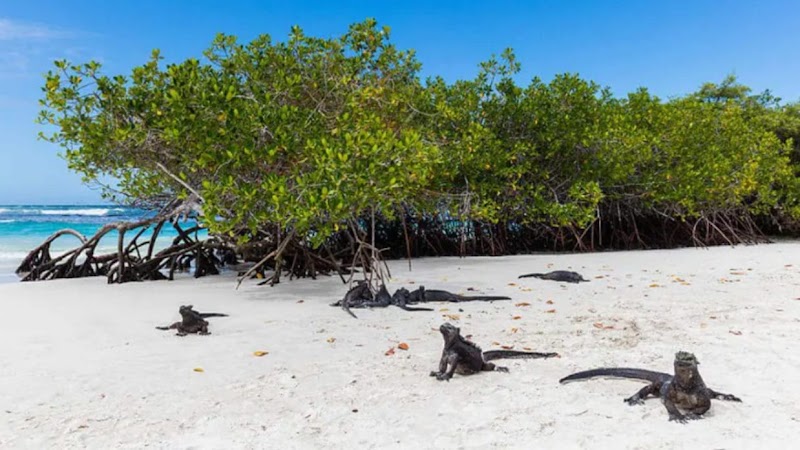 Visite Tortuga Bay et observation iguanes marins – Santa Cruz, Galápagos (photo 2)