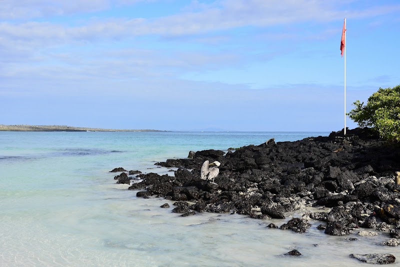 Visite Tortuga Bay et observation iguanes marins – Santa Cruz, Galápagos (photo 3)