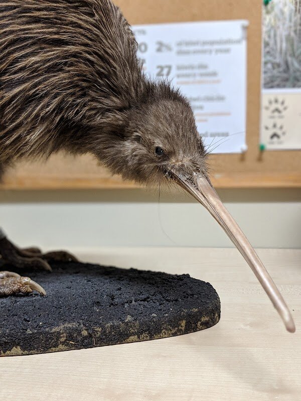 West Coast Wildlife Centre – Corner Cowan & Cron Streets, Franz Josef, Nouvelle-Zélande (photo 1)