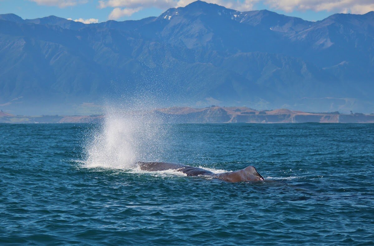 Whale Watch Kaikoura – Whaleway Station Road, Kaikoura, Nouvelle-Zélande (photo 1)
