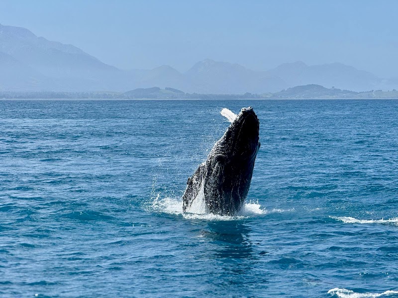 Whale Watch Kaikoura – Whaleway Station Road, Kaikoura, Nouvelle-Zélande (photo 3)