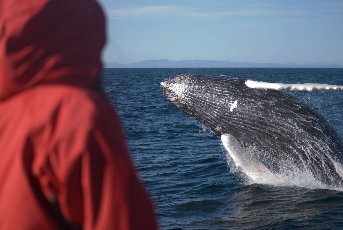 Whale Watching Elding - Petit groupe – Old Harbour Reykjavik (photo 1)