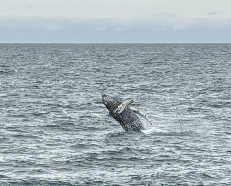 Whale Watching Elding - Petit groupe – Old Harbour Reykjavik (photo 2)