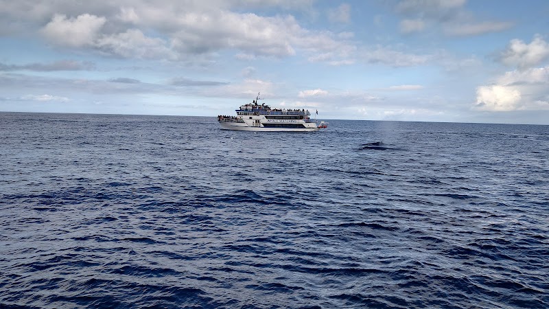Whale Watching Elding - Petit groupe – Old Harbour Reykjavik (photo 3)