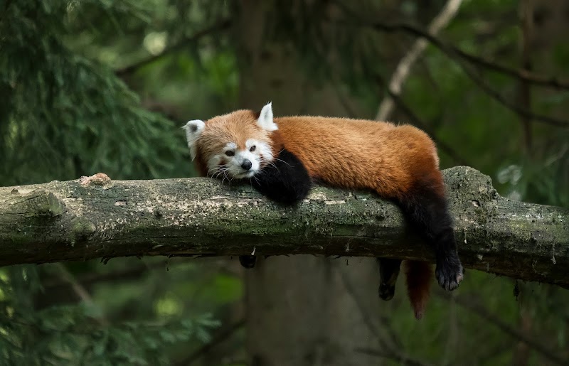 Zoo de Ljubljana – Parc Tivoli, Ljubljana (photo 2)