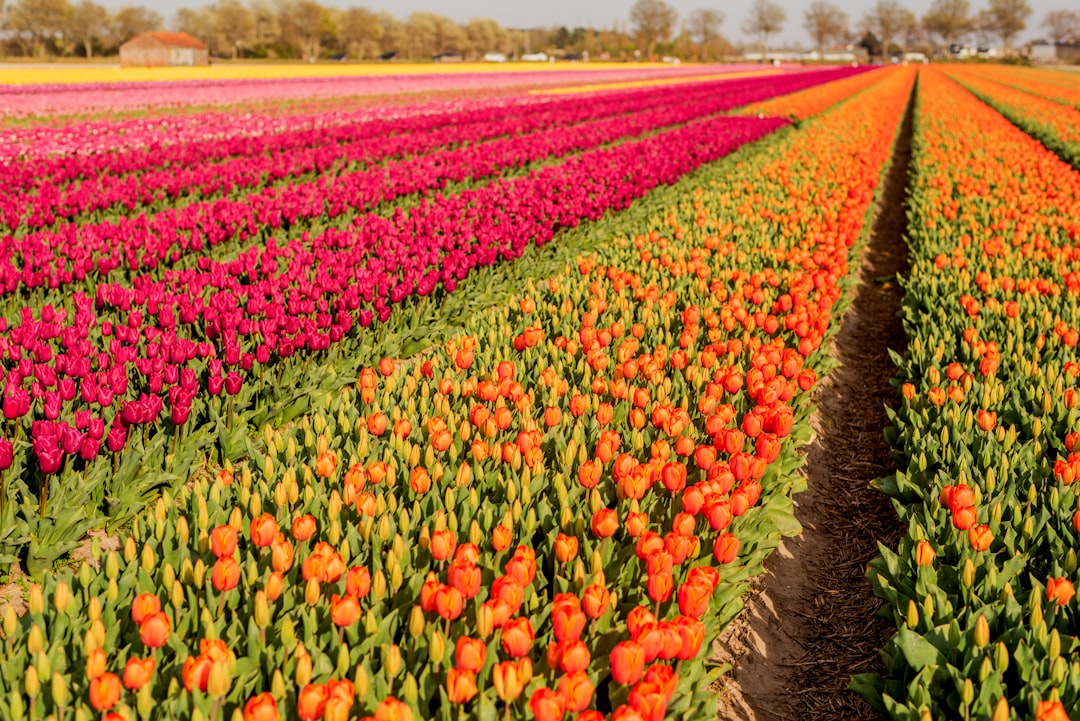 Immense champ de tulipes dans le Noordoostpolder avec un ciel néerlandais typique
