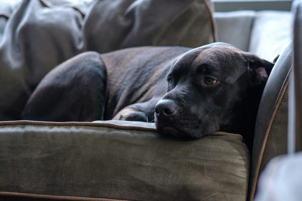 Chien confortablement installé sur un canapé, symbole du house sitting et du pet sitting