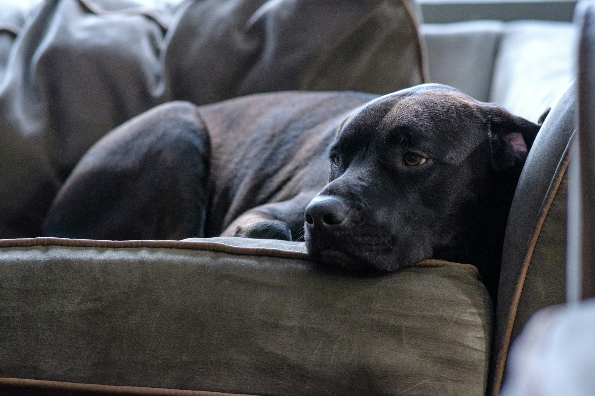 Chien confortablement installé sur un canapé, symbole du house sitting et du pet sitting