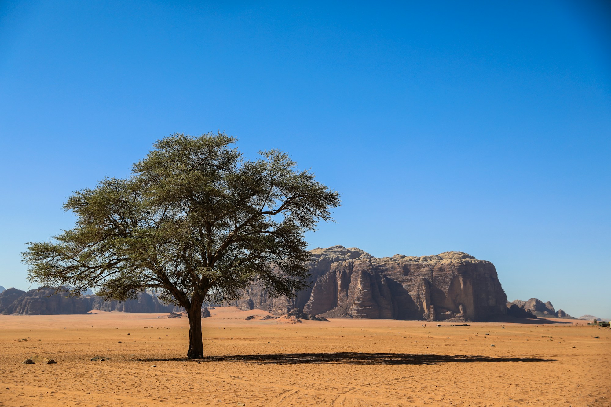 Un arbre solitaire dans les dunes orangées du désert de Wadi Rum en Jordanie — paysage lunaire quasi-vide en 2026
