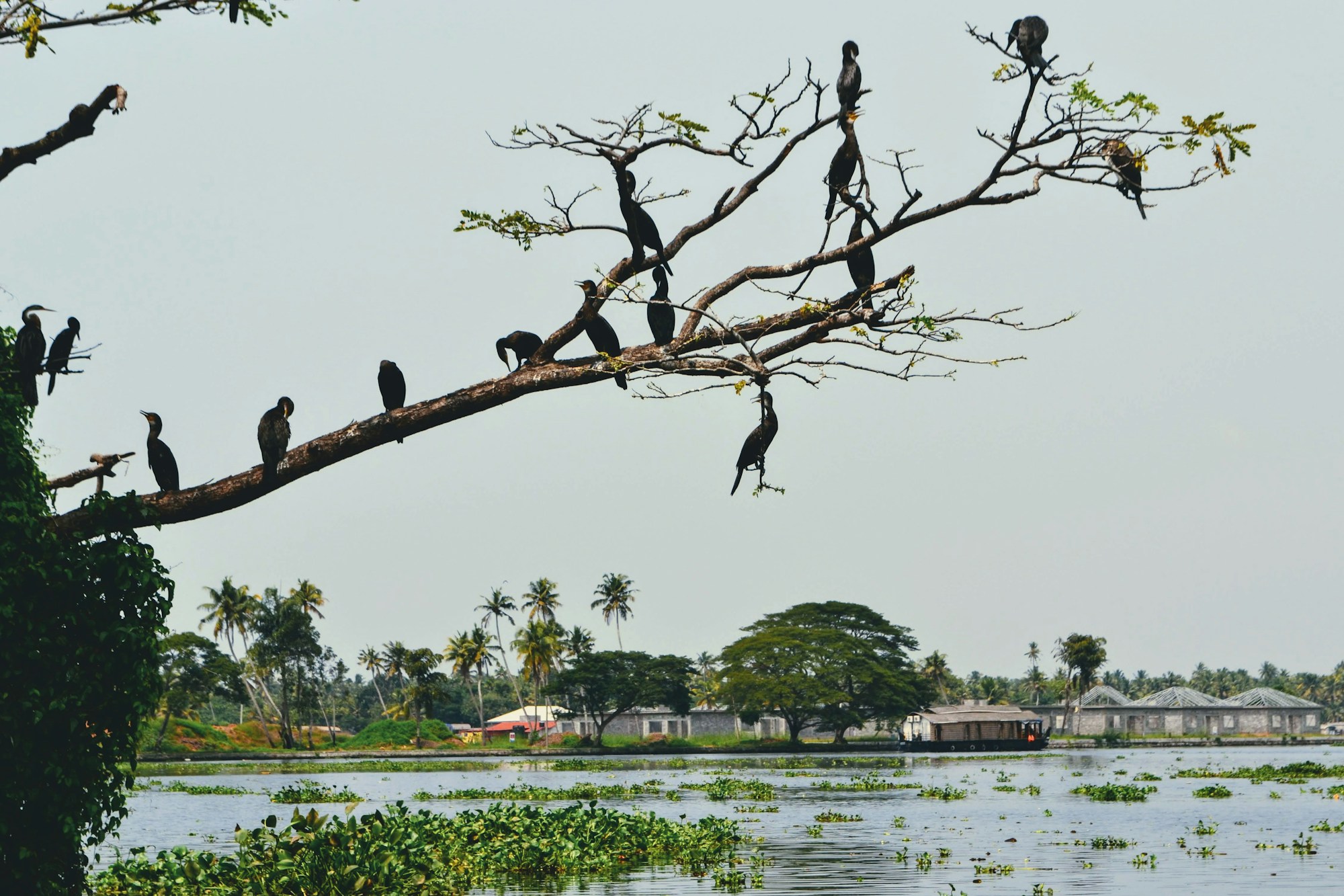 Alleppey backwaters in Kerala, India — iconic landscape of Indian wellness tourism