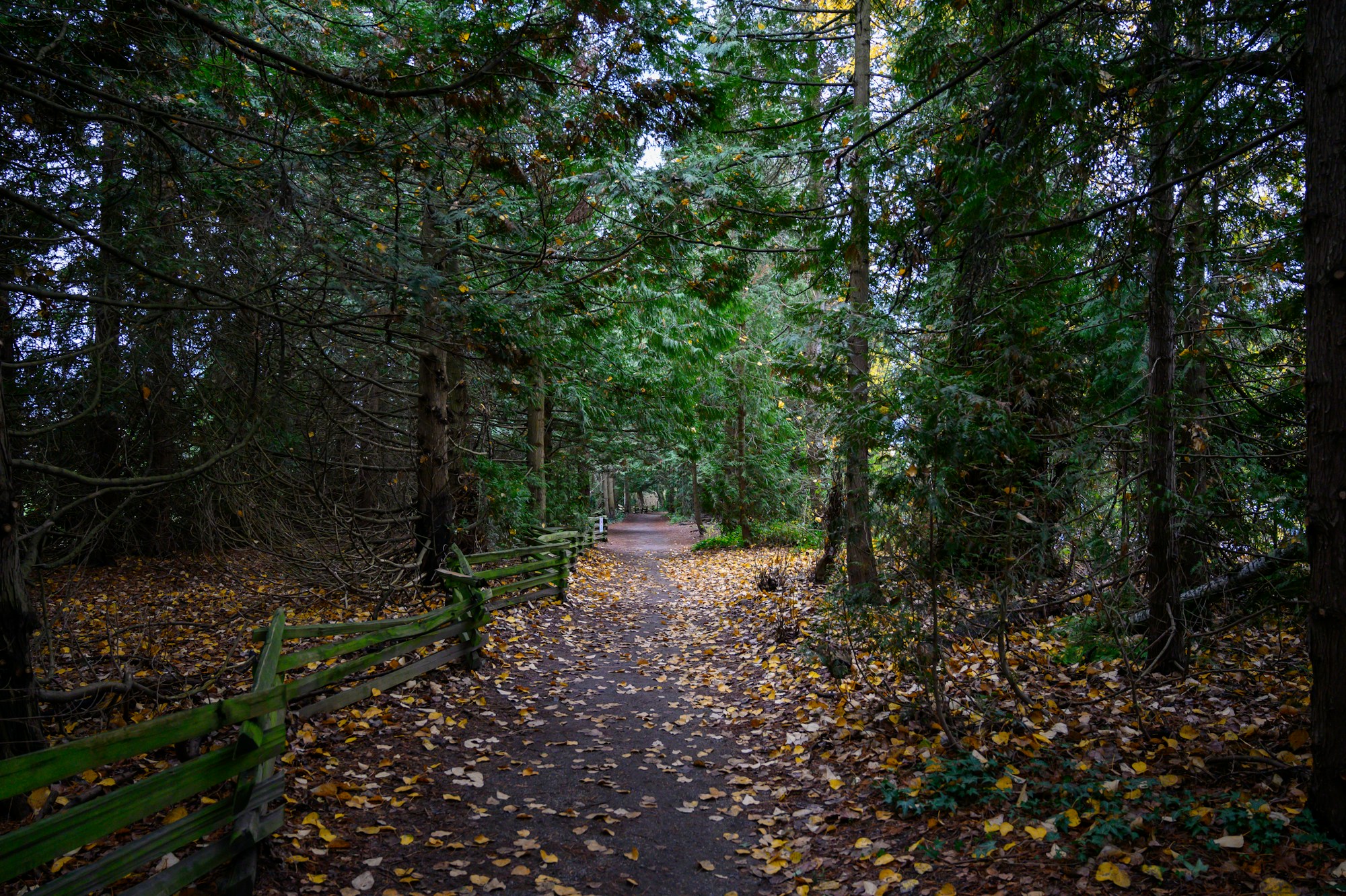 Forest trail in British Columbia between giant trees, serene atmosphere
