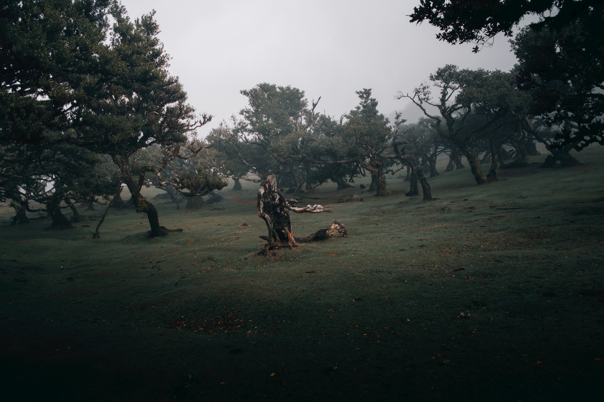 Ancient moss-covered trees in Madeira's Fanal forest with mystical mist