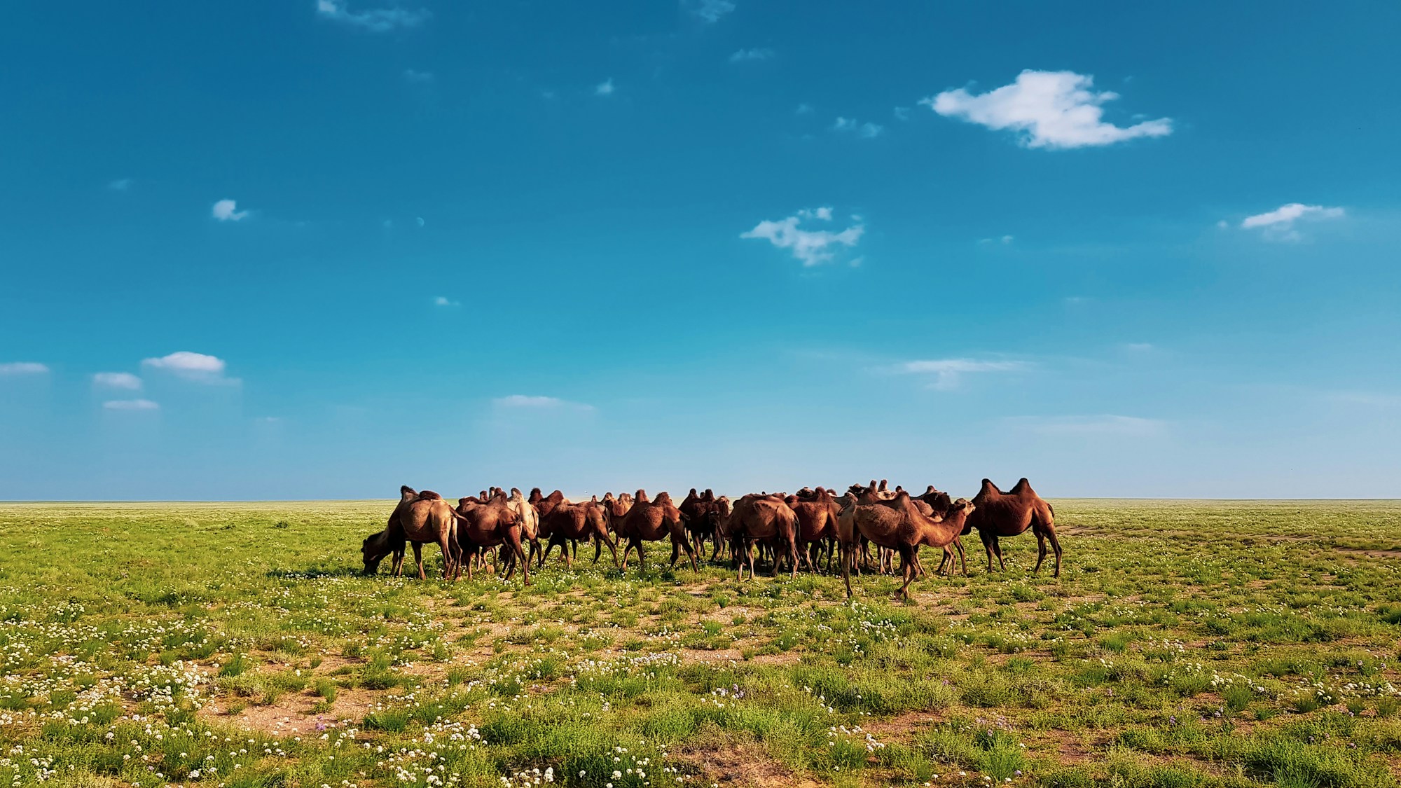 Troupeau de chevaux mongols dans la steppe de l'Altaï, région de Bayan-Ölgii, Mongolie