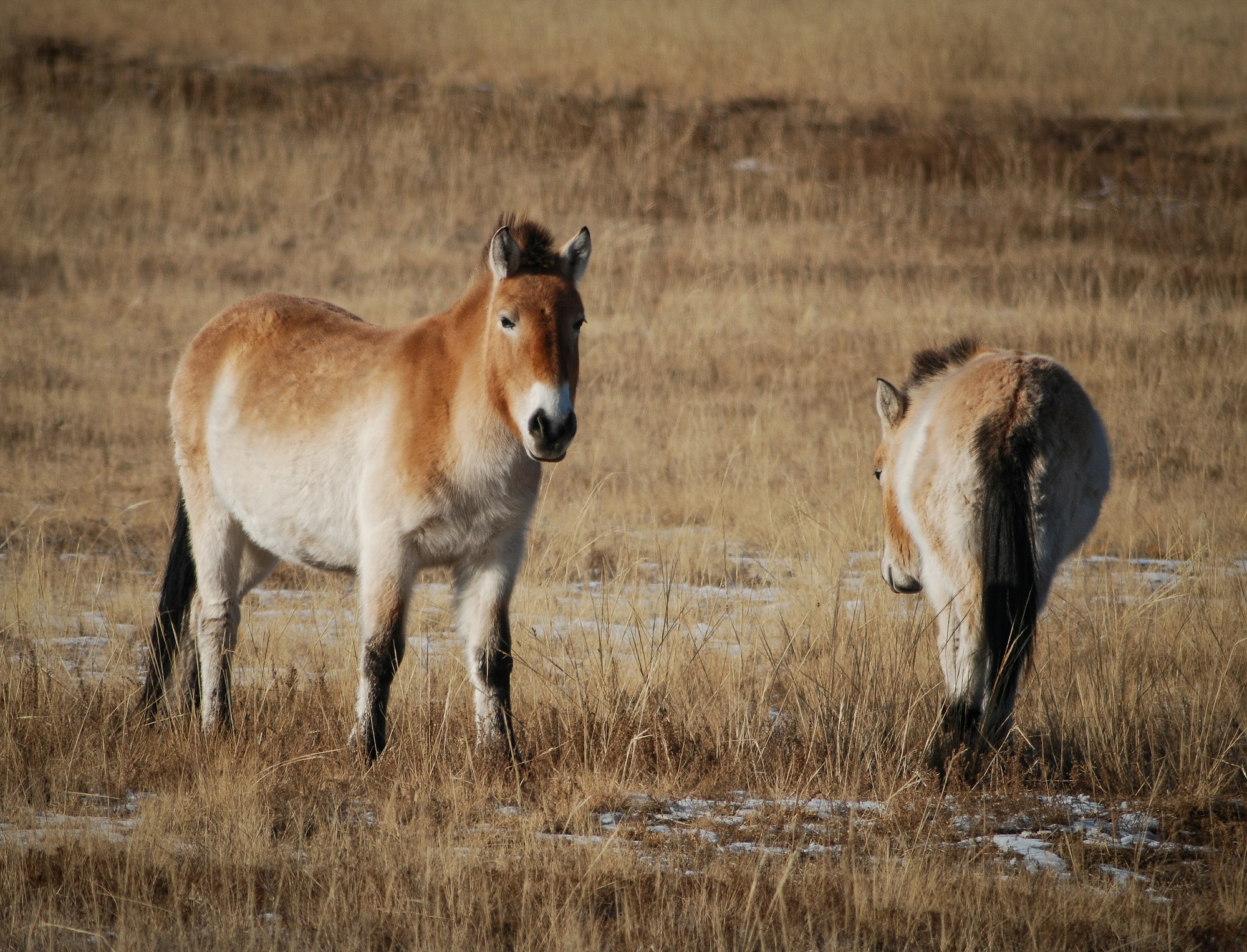 Deux chevaux Takhi (Przewalski) dans la steppe mongole, les derniers chevaux sauvages au monde