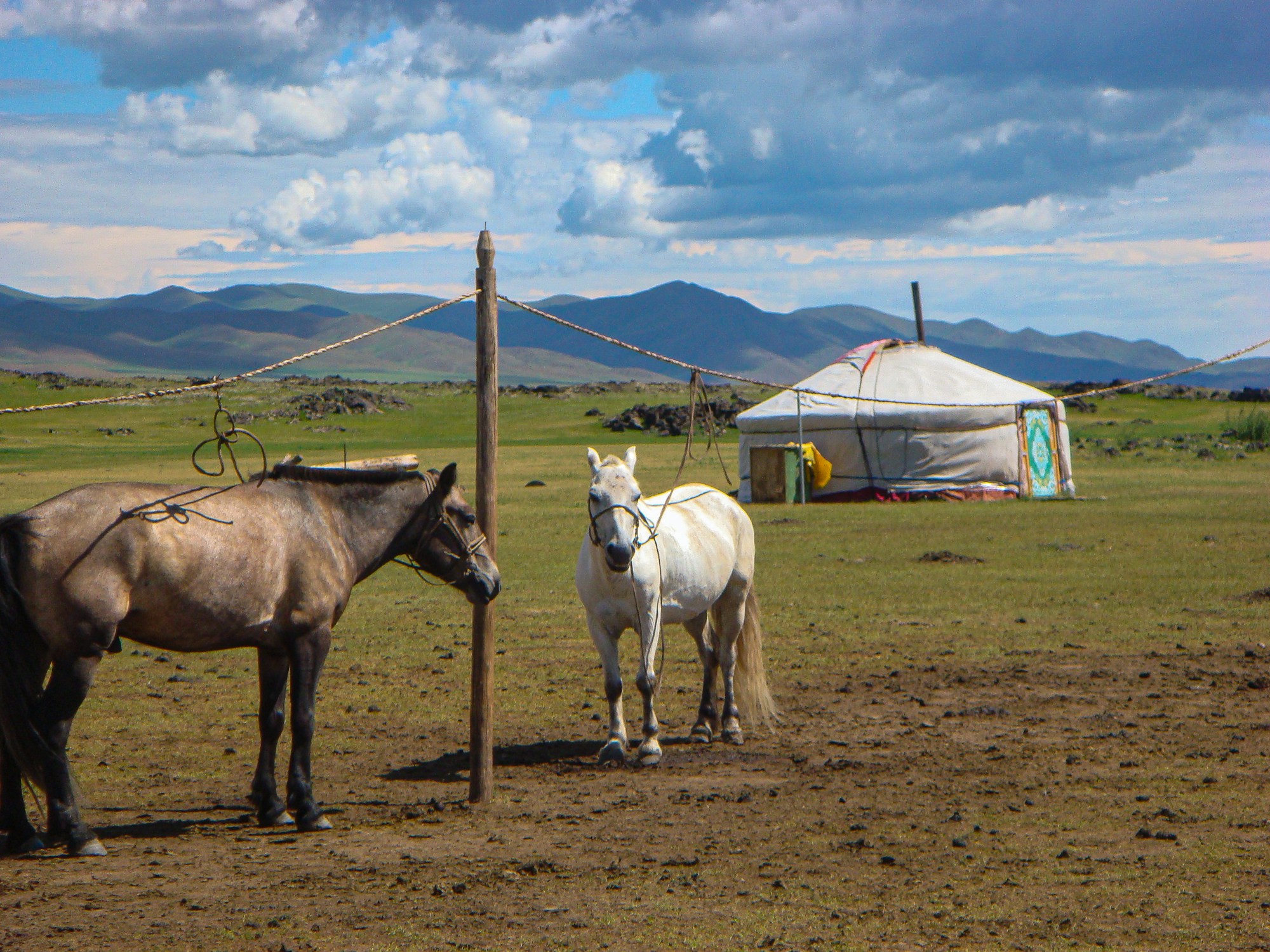 Chevaux de course prêts pour le festival du Naadam dans la province d'Uvurkhangai, Mongolie