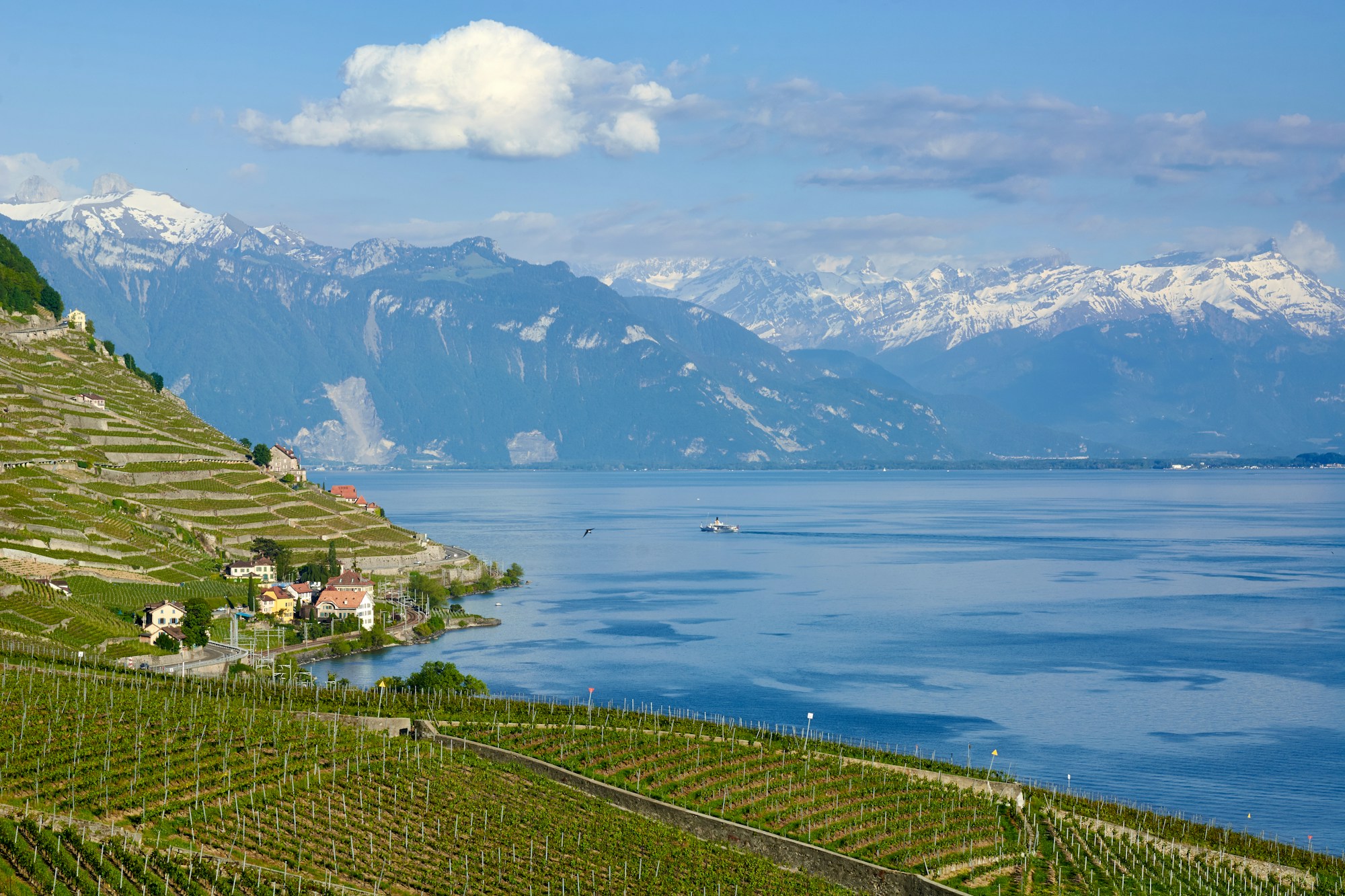 Lavaux vineyard terraces in summer with panoramic view of Lake Geneva and the Alps — UNESCO World Heritage, Canton of Vaud, Switzerland