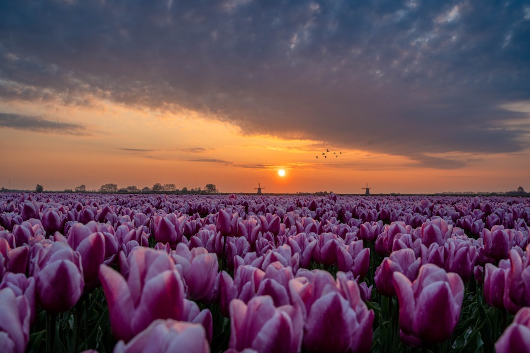 Moulin à vent néerlandais traditionnel entouré de champs de tulipes en fleurs sous un ciel bleu
