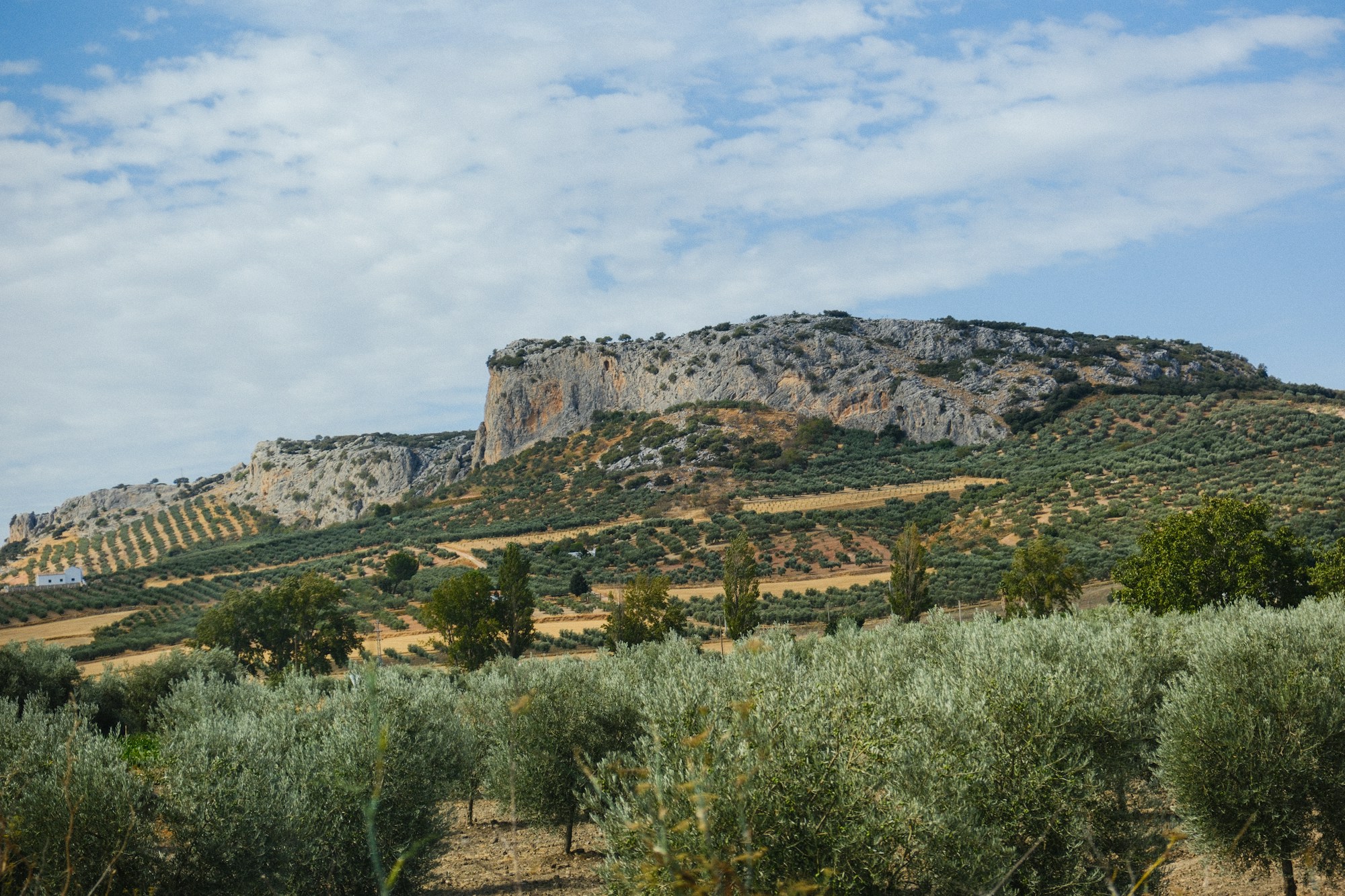 Oliviers sur les collines de Jaén en Andalousie