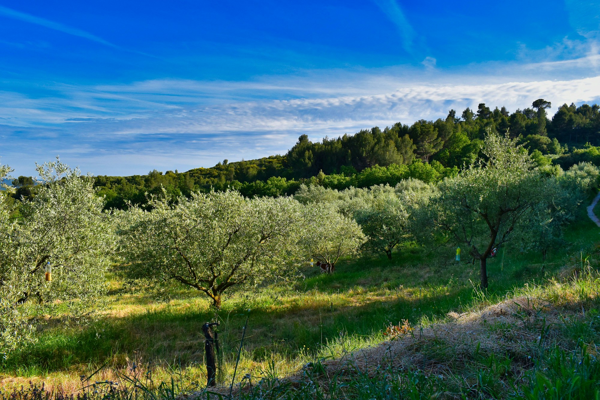 Oliveraies verdoyantes dans la campagne provençale près de Nyons