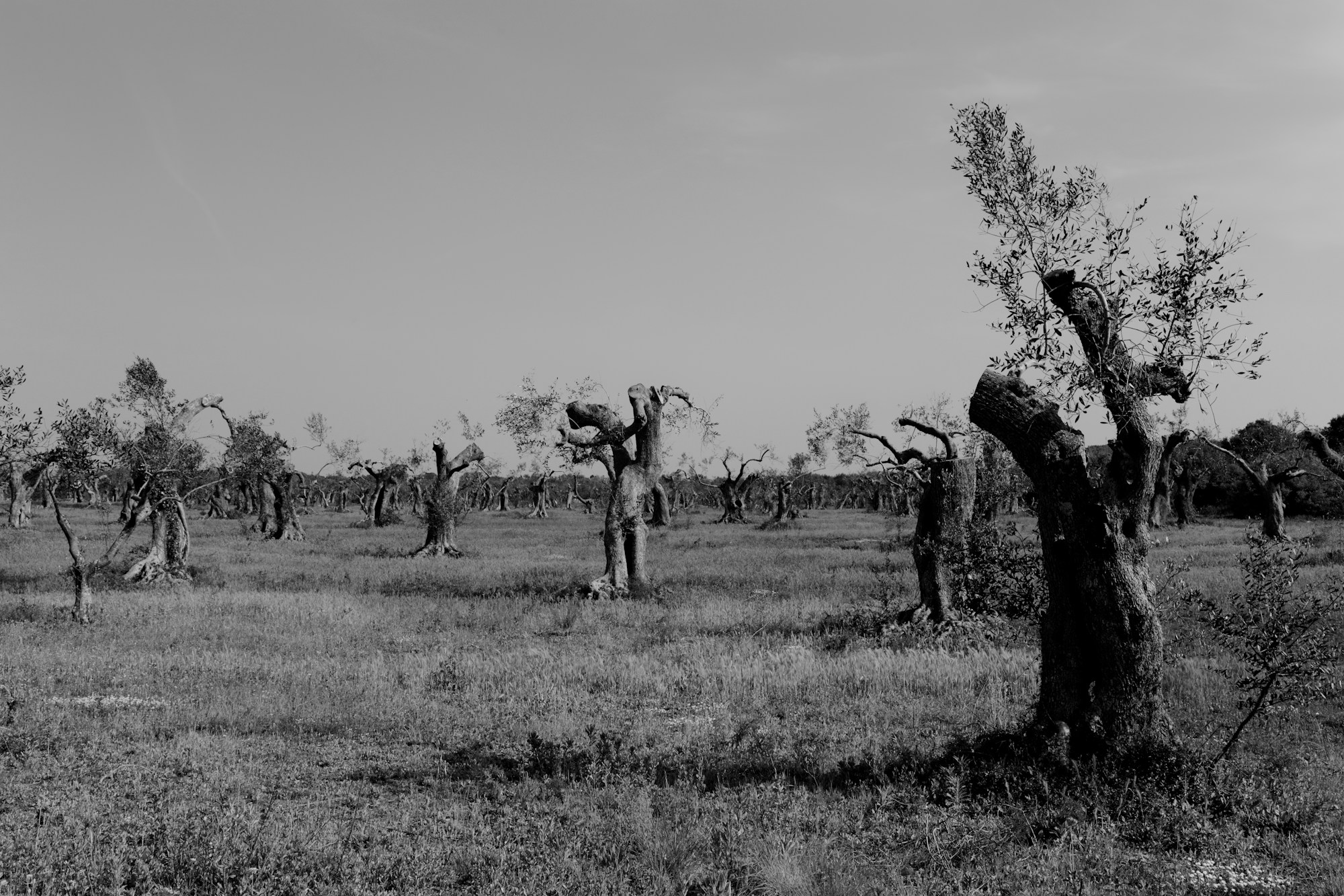 Oliviers centenaires dans le Salento, Pouilles, Italie