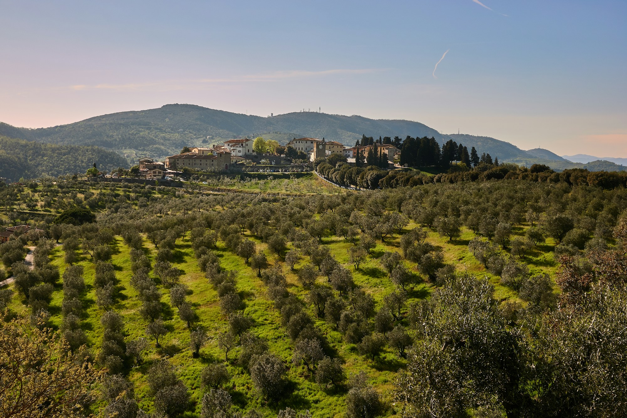 Paysage de la campagne toscane avec cyprès et oliviers, région de Sienne