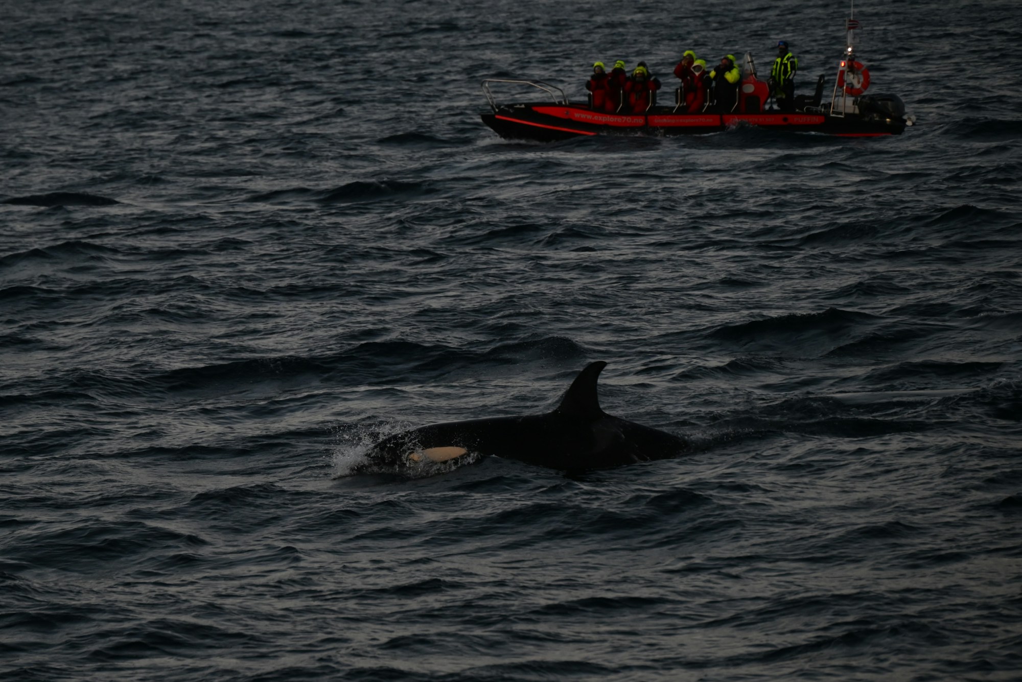 Groupe de personnes sur un bateau observant des orques depuis Tromsø en Norvège, expérience de nage avec les baleines en milieu arctique