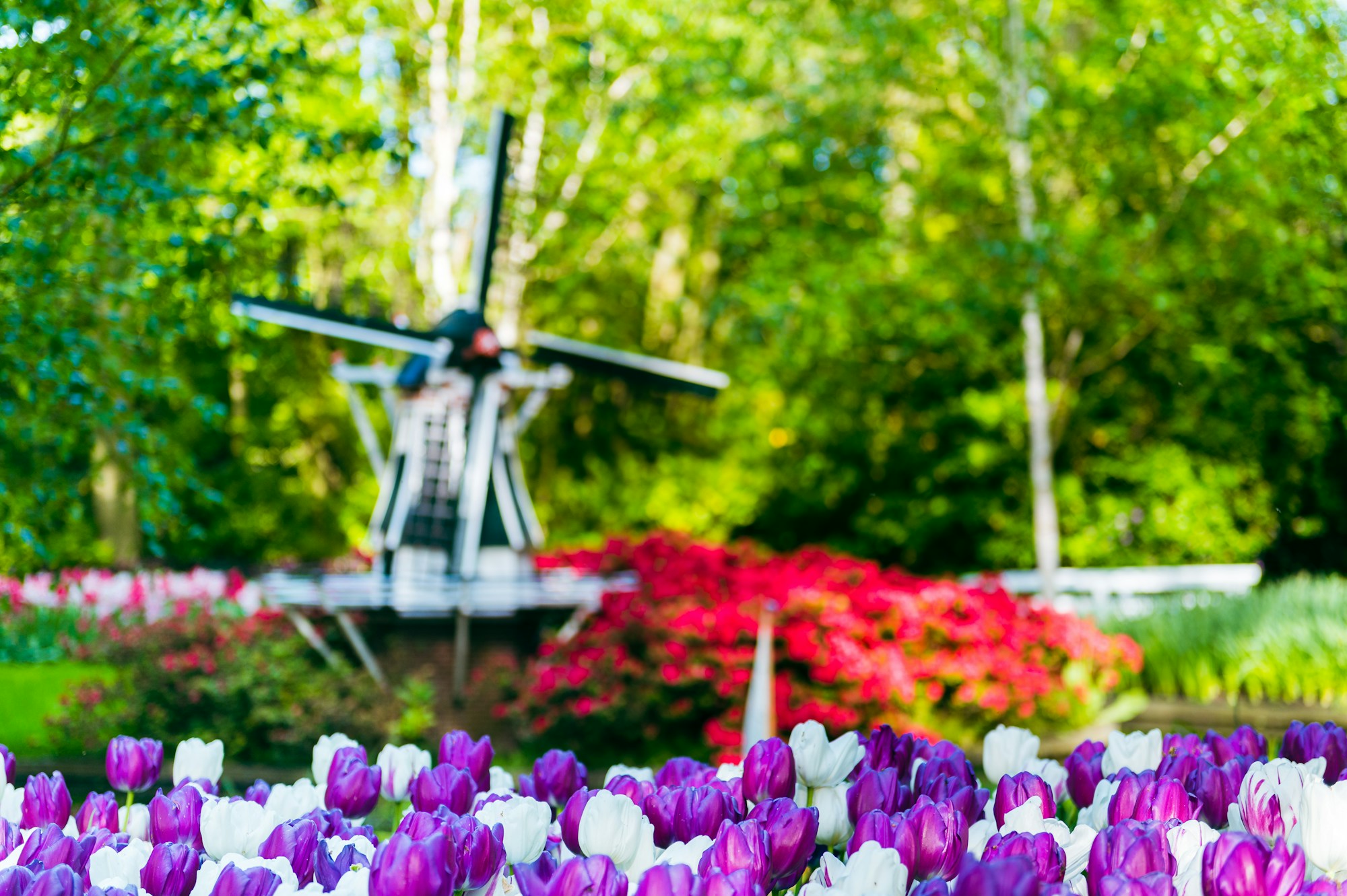 Campi di tulipani multicolori in piena fioritura al parco di Keukenhof nei Paesi Bassi