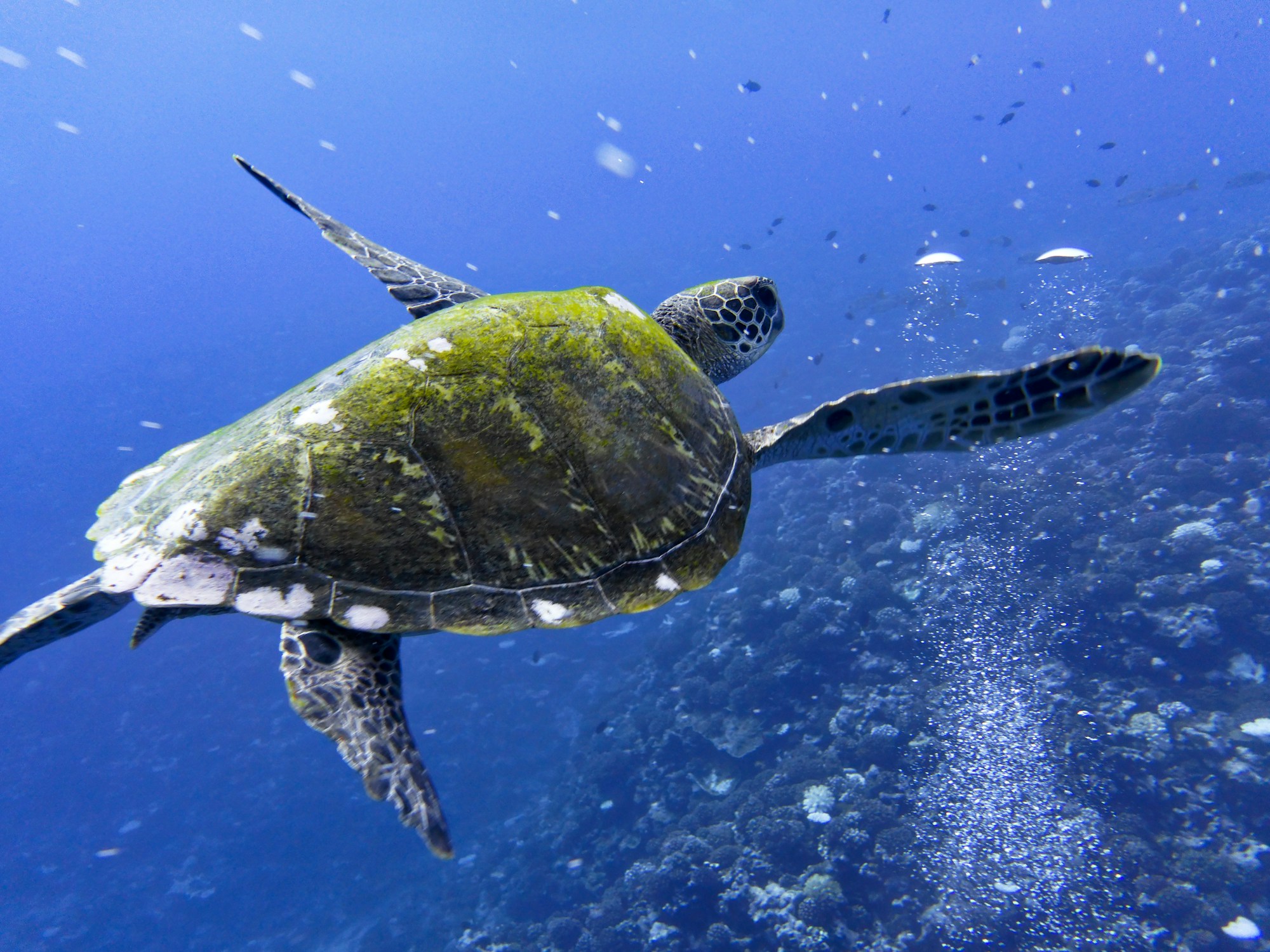 Tortue verte nageant dans les eaux turquoise de la Polynésie française