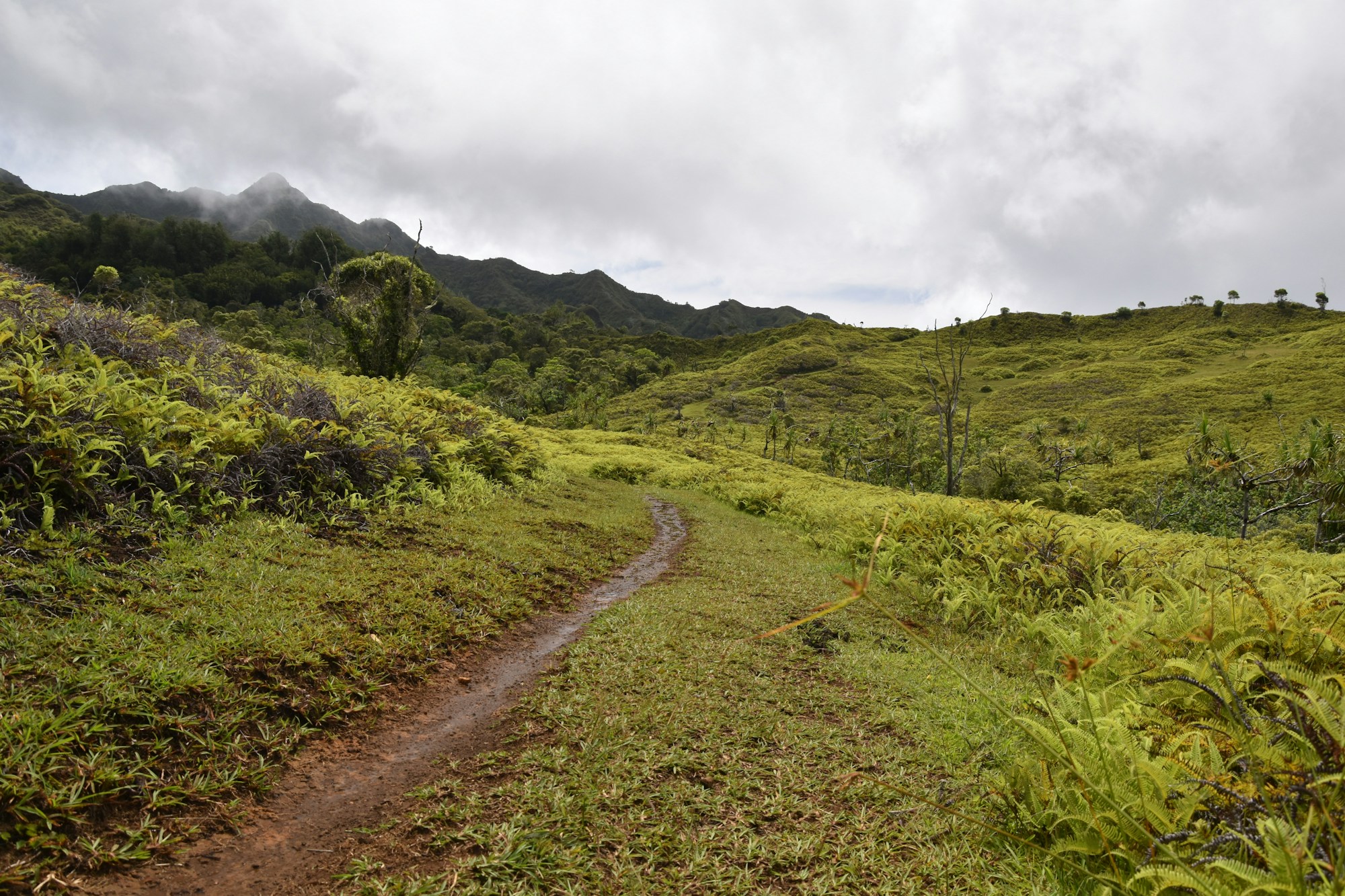 Sentier de terre traversant une végétation tropicale dense sur l'île de Nuku Hiva, Marquises