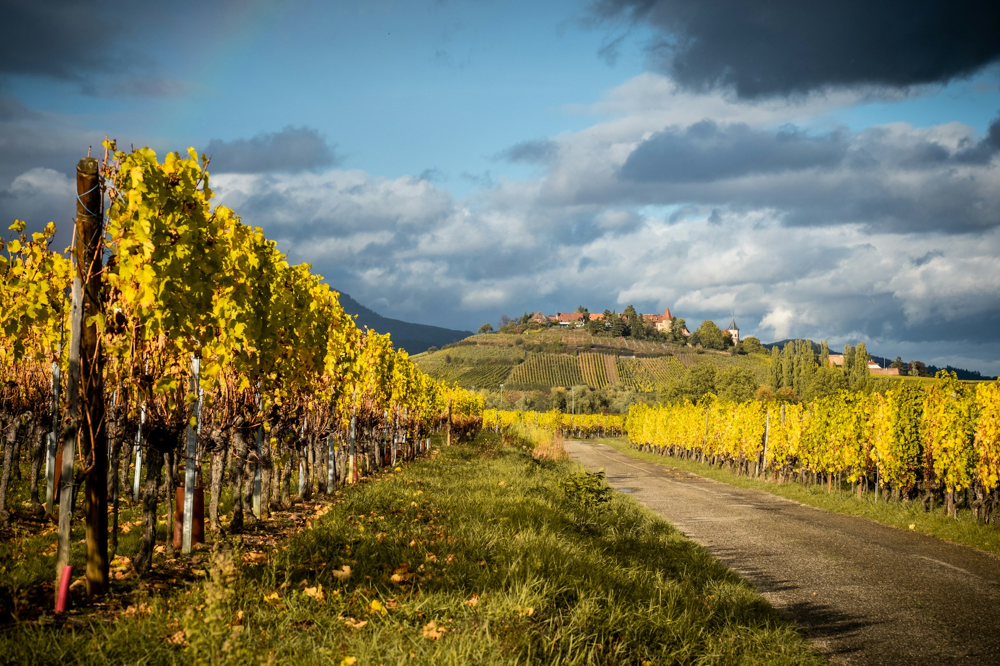 Village viticole de Zellenberg en Alsace avec vignobles et maisons à colombages, road trip électrique