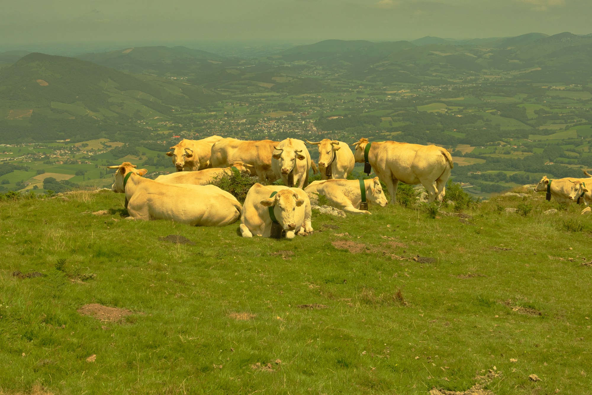 Troupeau de brebis sur une prairie verdoyante des collines du Pays Basque français près de Saint-Jean-Pied-de-Port, Pyrénées
