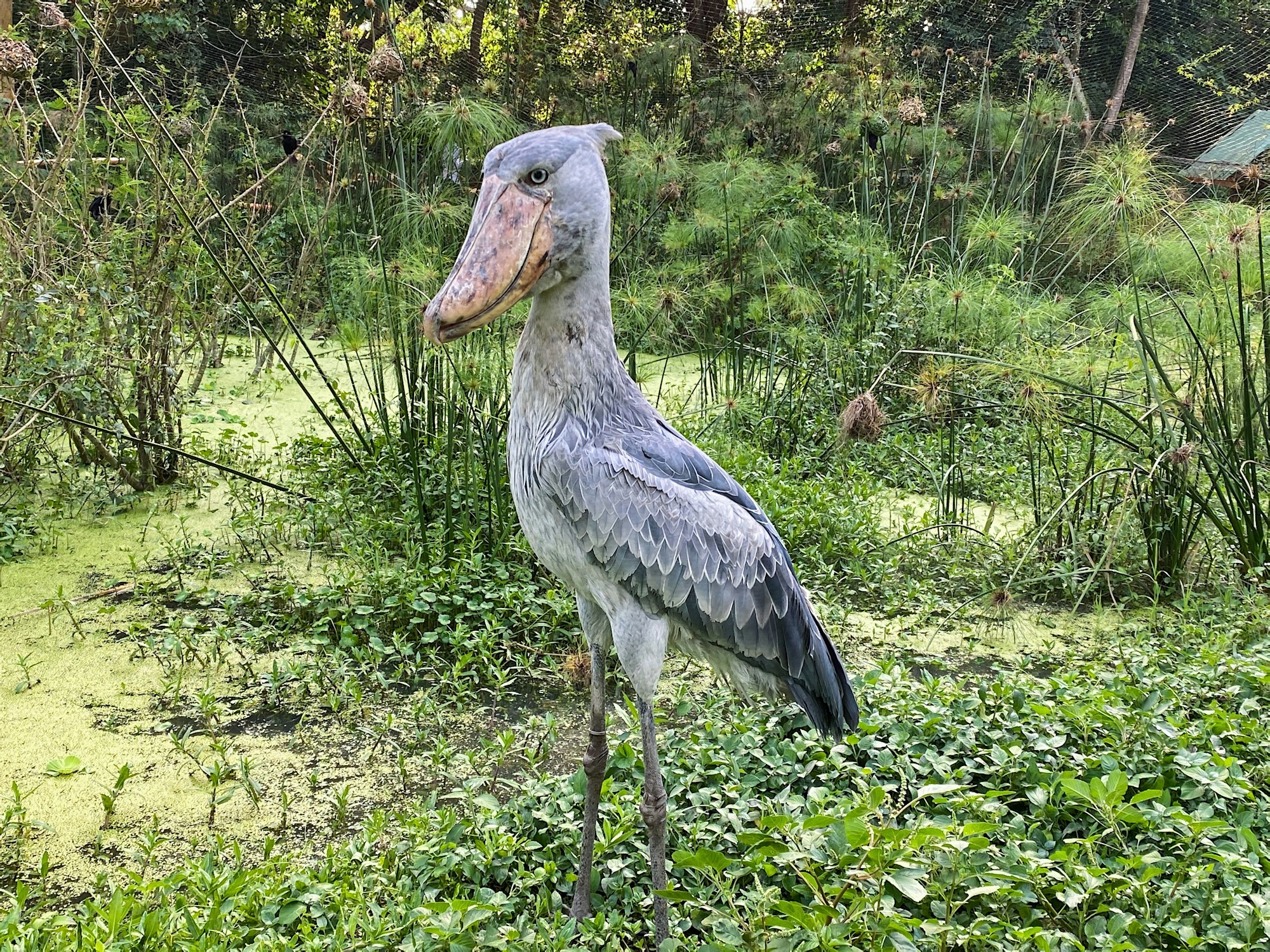 Oiseau bec-en-sabot (shoebill) dans les zones humides d'Afrique
